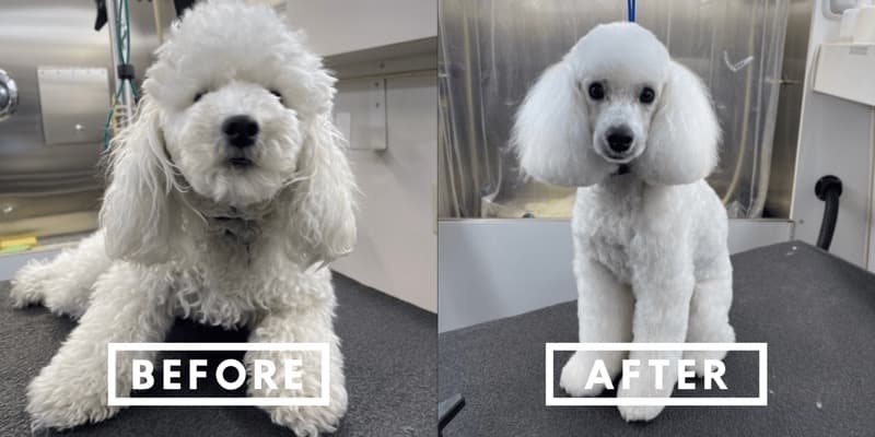 Before and after grooming of a fluffy cream dog