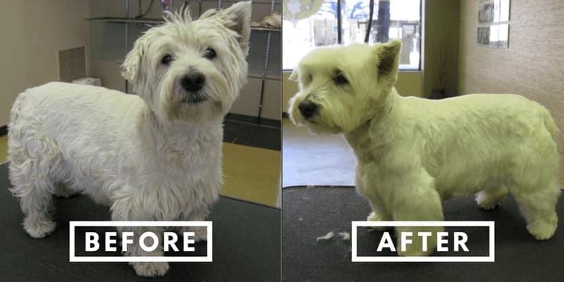 Before and after grooming of a white West Highland terrier