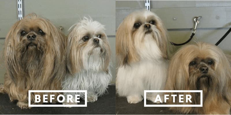 Before and after grooming of a freshly trimmed dog