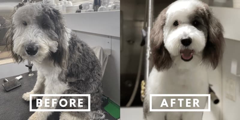A doodle before and after a fresh groom