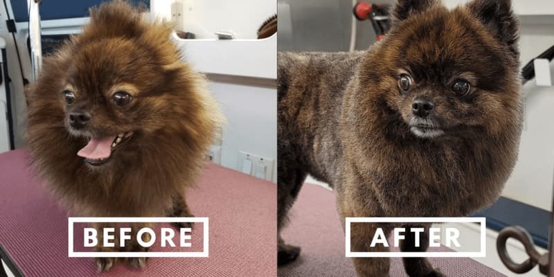 A small dog before and after a professional groom