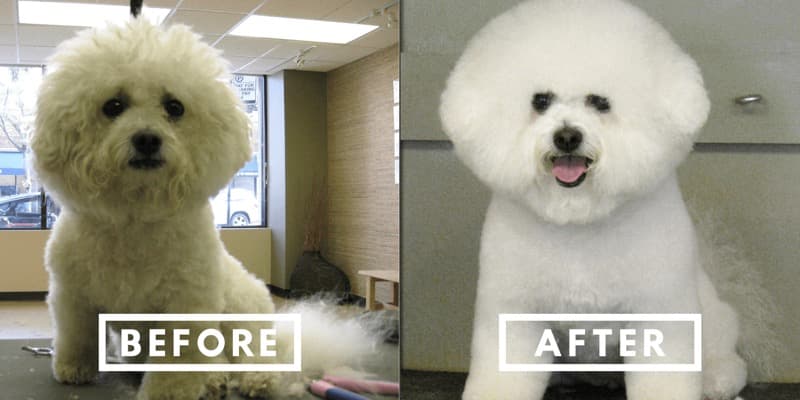 Small dog before and after professional grooming